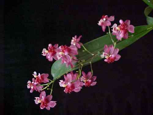 Oncidium Twinkle 'Red Fantasy'